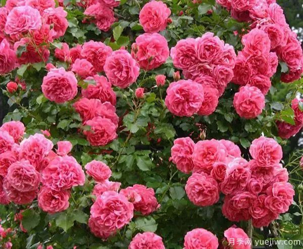 推荐6个耐热耐晒的经典月季品种(图6) 推荐6个耐热耐晒的经典月季品种(图6)