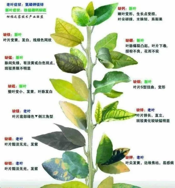秋季月季不断黄叶,打药不管用,怎么办?(图1) 秋季月季不断黄叶,打药不管用,怎么办?(图1)