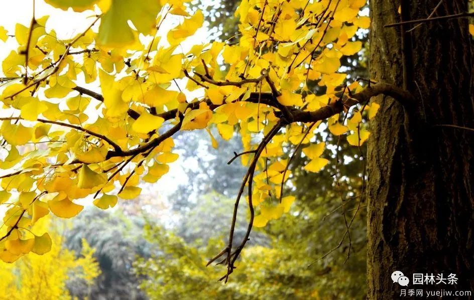 世界五大行道树种,作为苗木人你应当了解!(图3) 世界五大行道树种,作为苗木人你应当了解!(图3)