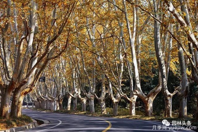 世界五大行道树种,作为苗木人你应当了解!(图2) 世界五大行道树种,作为苗木人你应当了解!(图2)