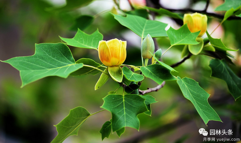 世界五大行道树种,作为苗木人你应当了解!(图4) 世界五大行道树种,作为苗木人你应当了解!(图4)