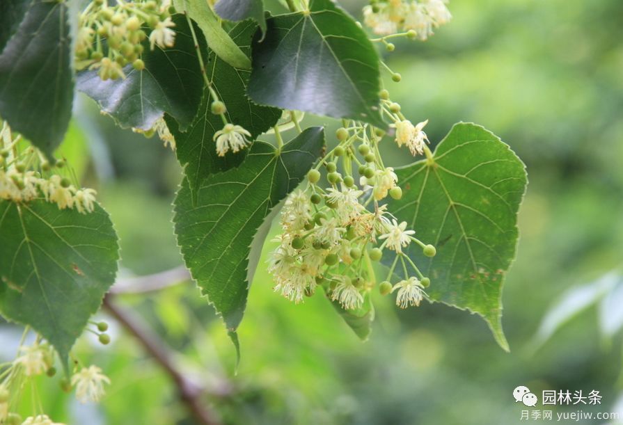 世界五大行道树种,作为苗木人你应当了解!(图1) 世界五大行道树种,作为苗木人你应当了解!(图1)