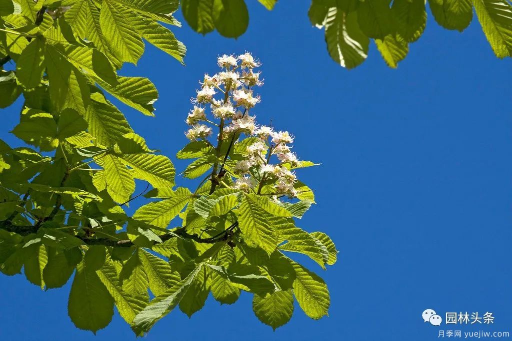 世界五大行道树种,作为苗木人你应当了解!(图5) 世界五大行道树种,作为苗木人你应当了解!(图5)