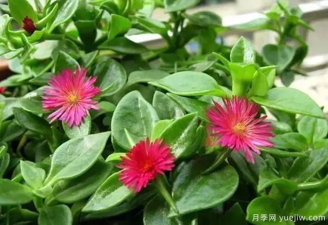 牡丹吊兰的修剪与施肥(图1) 牡丹吊兰的修剪与施肥(图1)