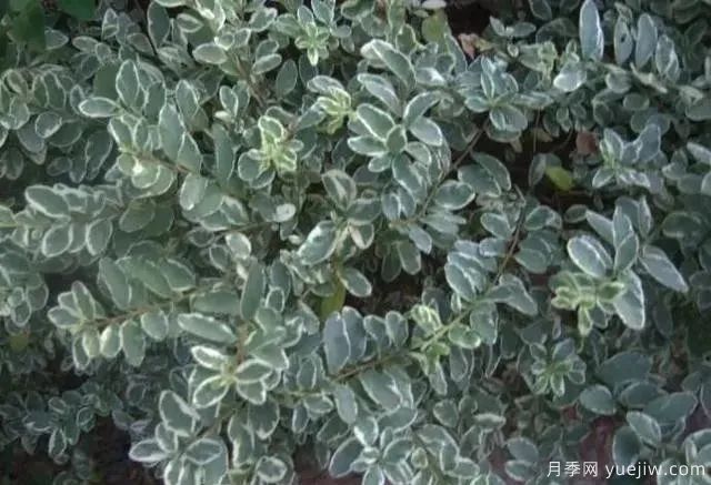 银姬小蜡养殖方法和注意事项(图1) 银姬小蜡养殖方法和注意事项(图1)