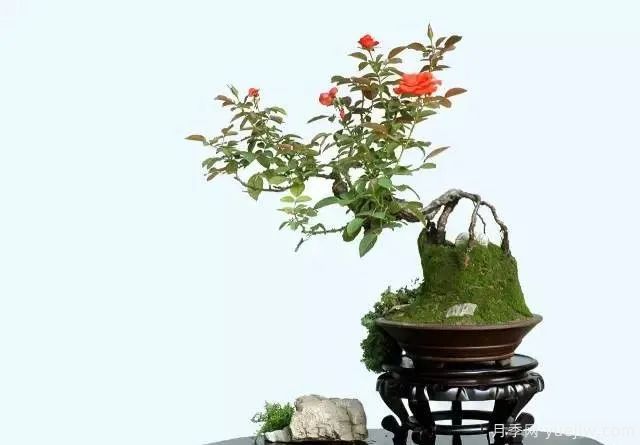 如何制作漂亮的月季盆景?艺术品来了(图2) 如何制作漂亮的月季盆景?艺术品来了(图2)