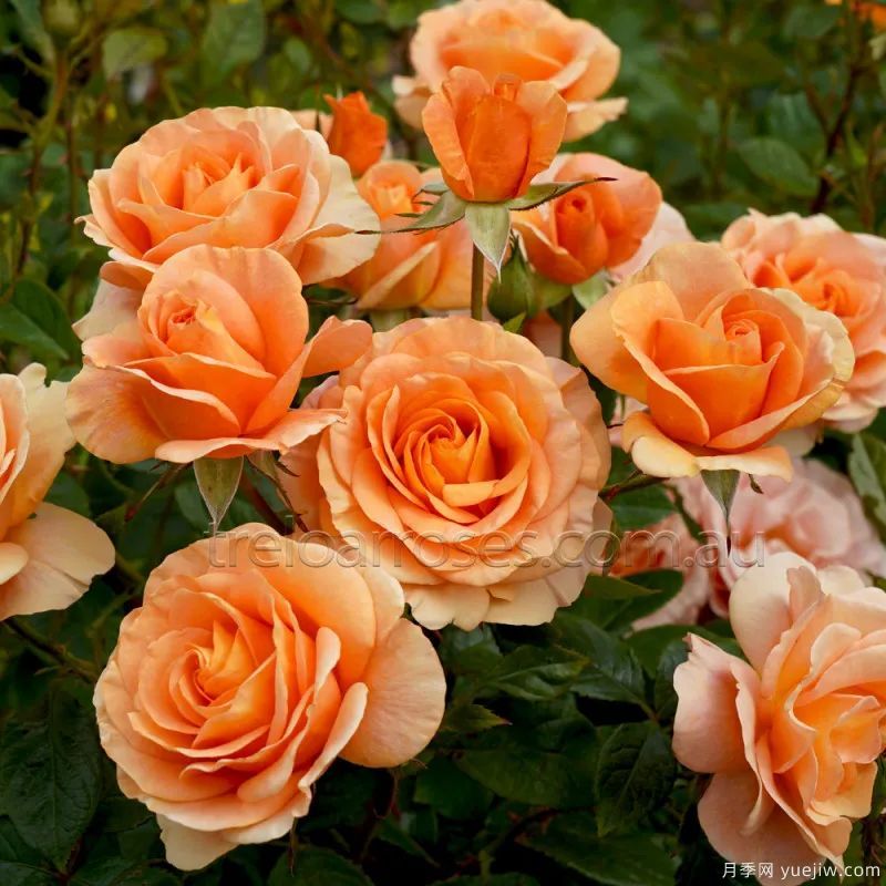 推荐16款高抗病月季品种，来自科德斯奥斯汀坦陶(图2)