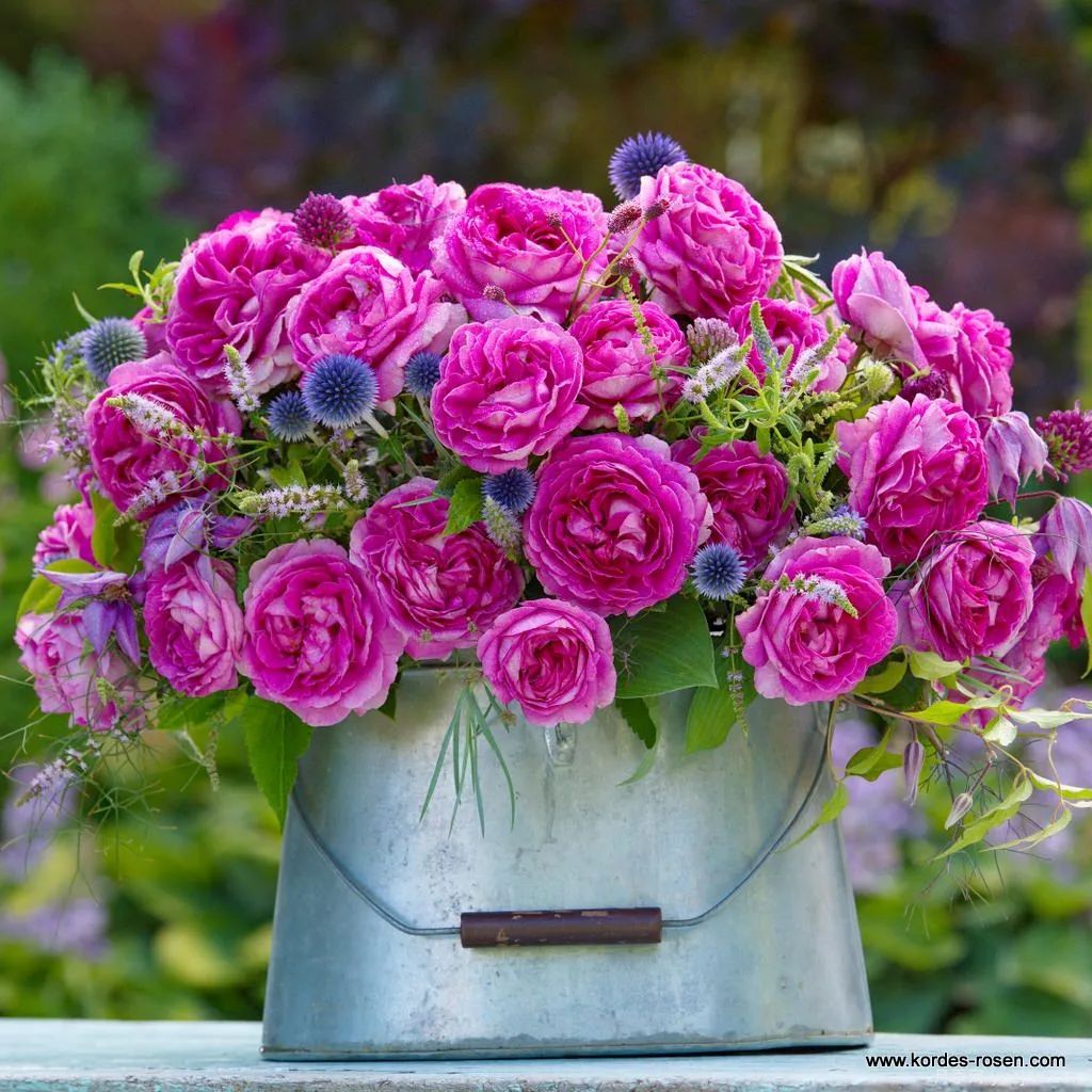 推荐16款高抗病月季品种，来自科德斯奥斯汀坦陶(图4)