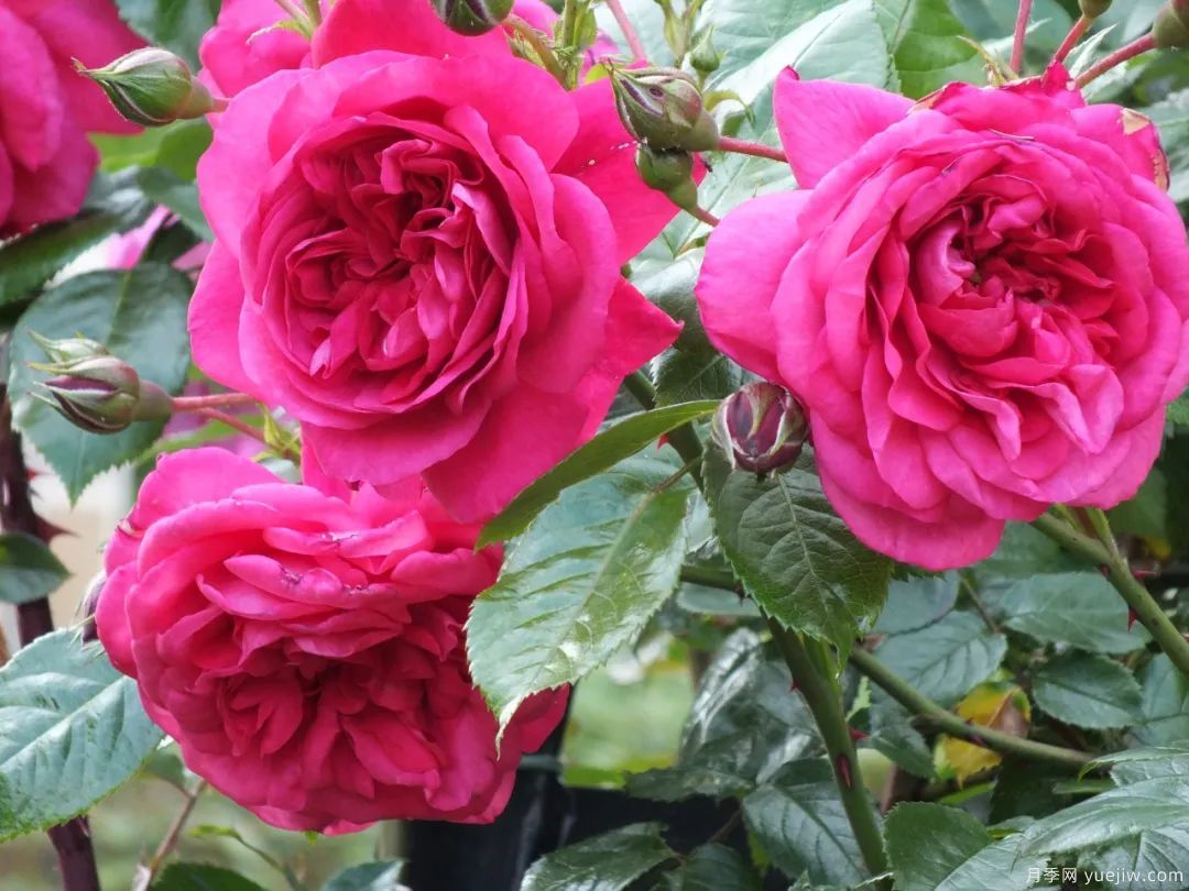 推荐16款高抗病月季品种，来自科德斯奥斯汀坦陶(图6)