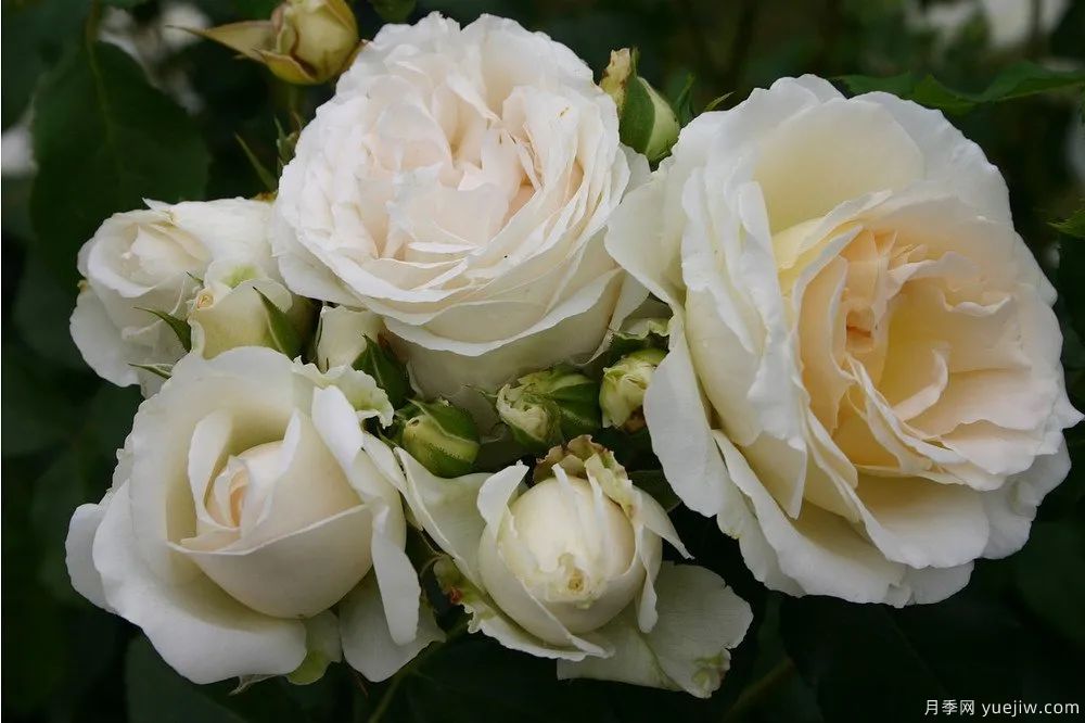 推荐16款高抗病月季品种，来自科德斯奥斯汀坦陶(图7)