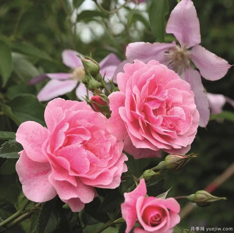 推荐16款高抗病月季品种，来自科德斯奥斯汀坦陶(图11)
