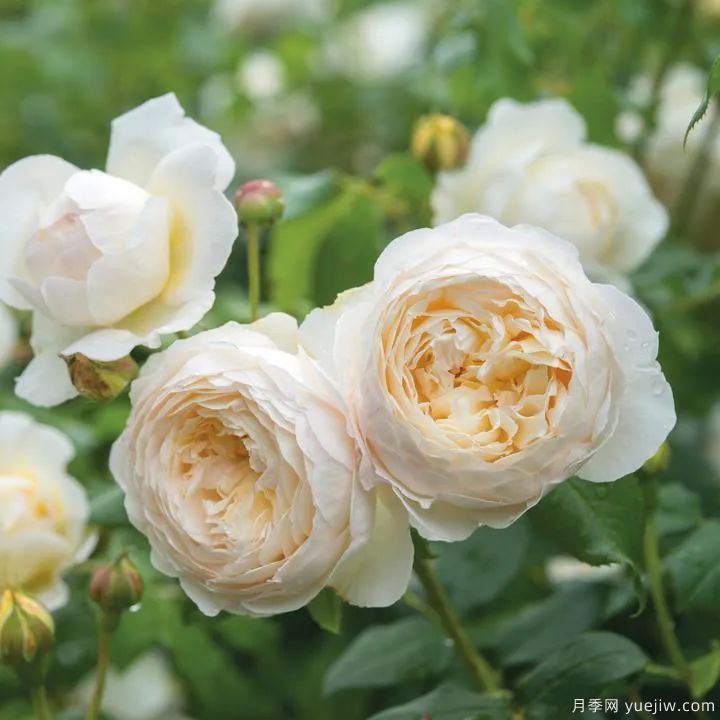 推荐16款高抗病月季品种，来自科德斯奥斯汀坦陶(图15)