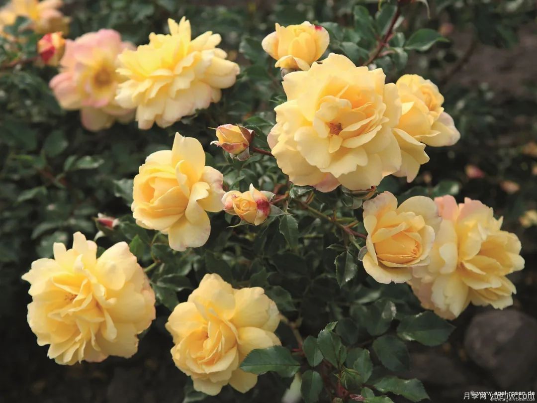 推荐16款高抗病月季品种，来自科德斯奥斯汀坦陶(图12)
