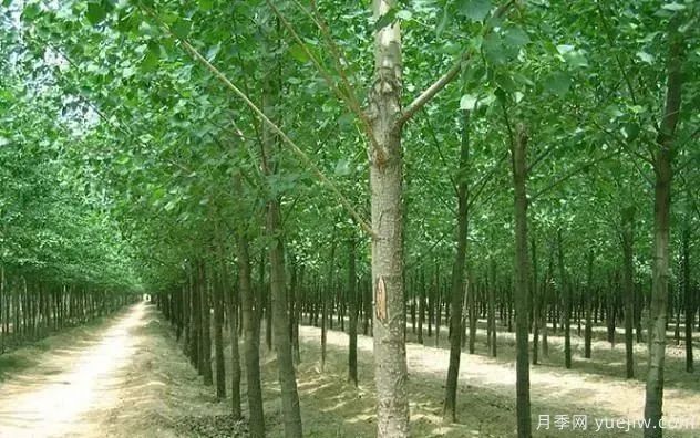 速生杨怎么种，有哪些病害(图1)