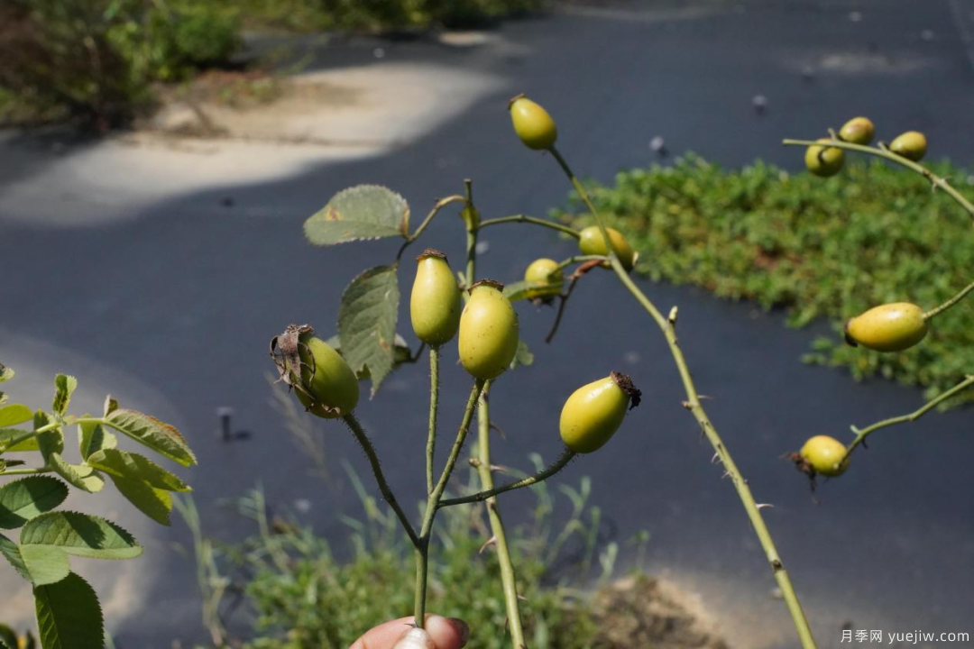 玫瑰后传--探寻玫瑰精油与食用玫瑰的奥秘(图8)