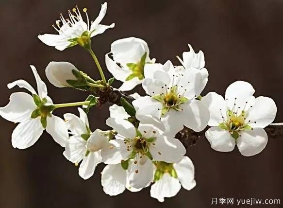 桃花,杏花,樱花,梨花,李花,海棠花傻傻分不清?(图12) 桃花,杏花,樱花,梨花,李花,海棠花傻傻分不清?(图11)