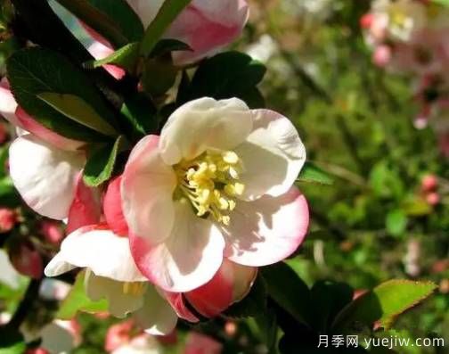 桃花,杏花,樱花,梨花,李花,海棠花傻傻分不清?(图17) 桃花,杏花,樱花,梨花,李花,海棠花傻傻分不清?(图16)