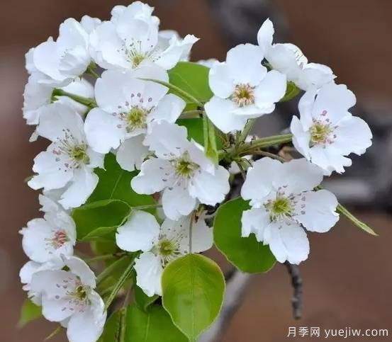 桃花,杏花,樱花,梨花,李花,海棠花傻傻分不清?(图11) 桃花,杏花,樱花,梨花,李花,海棠花傻傻分不清?(图10)