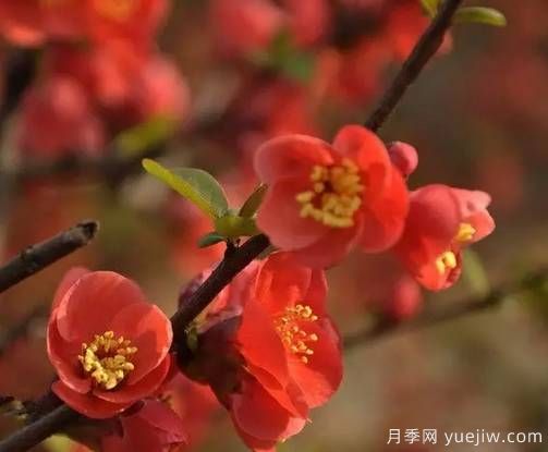 桃花,杏花,樱花,梨花,李花,海棠花傻傻分不清?(图16) 桃花,杏花,樱花,梨花,李花,海棠花傻傻分不清?(图15)