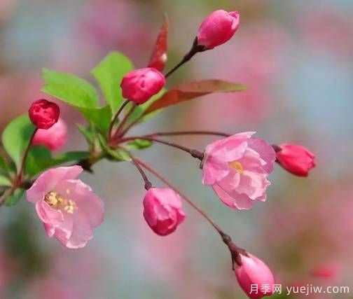 桃花,杏花,樱花,梨花,李花,海棠花傻傻分不清?(图15) 桃花,杏花,樱花,梨花,李花,海棠花傻傻分不清?(图14)