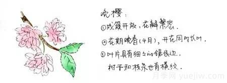 桃花,杏花,樱花,梨花,李花,海棠花傻傻分不清?(图7) 桃花,杏花,樱花,梨花,李花,海棠花傻傻分不清?(图6)