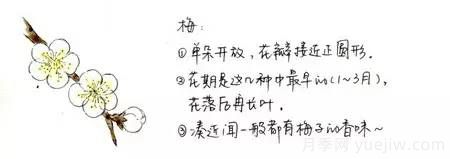 桃花,杏花,樱花,梨花,李花,海棠花傻傻分不清?(图5) 桃花,杏花,樱花,梨花,李花,海棠花傻傻分不清?(图4)