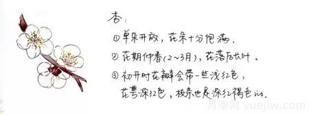 桃花,杏花,樱花,梨花,李花,海棠花傻傻分不清?(图6) 桃花,杏花,樱花,梨花,李花,海棠花傻傻分不清?(图5)