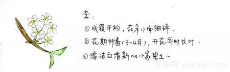 桃花,杏花,樱花,梨花,李花,海棠花傻傻分不清?(图3) 桃花,杏花,樱花,梨花,李花,海棠花傻傻分不清?(图2)