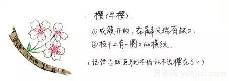 桃花,杏花,樱花,梨花,李花,海棠花傻傻分不清?(图8) 桃花,杏花,樱花,梨花,李花,海棠花傻傻分不清?(图7)