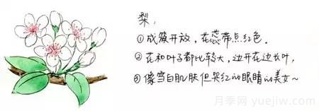 桃花,杏花,樱花,梨花,李花,海棠花傻傻分不清?(图4) 桃花,杏花,樱花,梨花,李花,海棠花傻傻分不清?(图3)