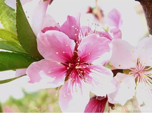 桃花,杏花,樱花,梨花,李花,海棠花傻傻分不清?(图9) 桃花,杏花,樱花,梨花,李花,海棠花傻傻分不清?(图8)