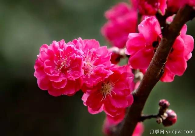 桃花,杏花,樱花,梨花,李花,海棠花傻傻分不清?(图21) 桃花,杏花,樱花,梨花,李花,海棠花傻傻分不清?(图18)