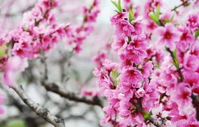 桃花,杏花,樱花,梨花,李花,海棠花傻傻分不清?(图23) 桃花,杏花,樱花,梨花,李花,海棠花傻傻分不清?(图19)