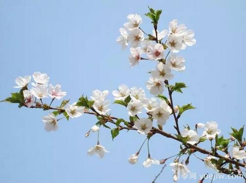 桃花,杏花,樱花,梨花,李花,海棠花傻傻分不清?(图18) 桃花,杏花,樱花,梨花,李花,海棠花傻傻分不清?(图17)