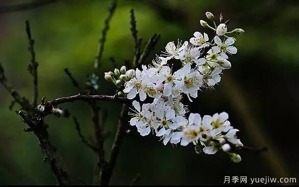 桃花,杏花,樱花,梨花,李花,海棠花傻傻分不清?(图29) 桃花,杏花,樱花,梨花,李花,海棠花傻傻分不清?(图22)