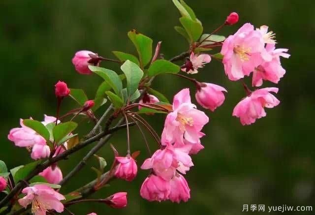 桃花,杏花,樱花,梨花,李花,海棠花傻傻分不清?(图31) 桃花,杏花,樱花,梨花,李花,海棠花傻傻分不清?(图23)