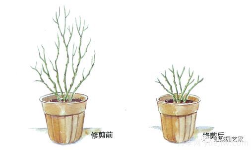 冬季月季修剪技术要点(图2)