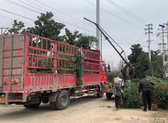 雪松树苗一年长多少公分?(图1) 雪松树苗一年长多少公分?(图1)