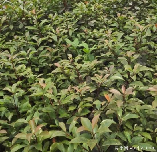 新移栽的红叶石楠叶子为什么会枯死?(图1) 新移栽的红叶石楠叶子为什么会枯死?(图1)