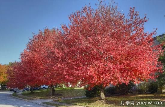 美国红枫二十年了，在波折中走向成熟(图1)