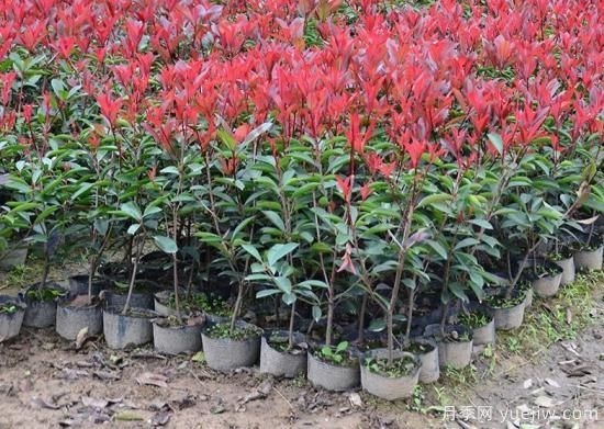 红叶石楠叶子四季变化规律(图1) 红叶石楠叶子四季变化规律(图1)