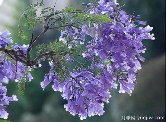 这8种观花类乔木是园林工程的首选树种(图3)