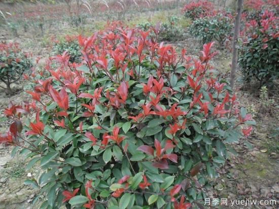 露地的红叶石楠扦插注意事项(图1) 露地的红叶石楠扦插注意事项(图1)