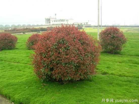 红叶石楠的四季栽培施肥要点(图2)