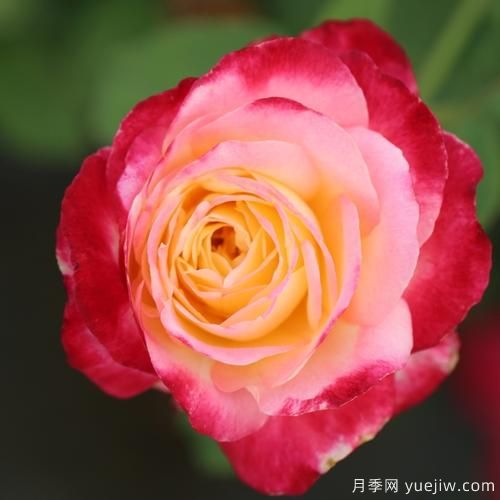 大花香水月季的养护方法，分享10种花香飘满屋(图5)