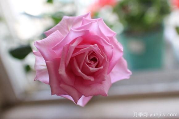 10种香水月季,花香飘满屋,从春开到秋,美得醉人(图13) 大花香水月季的养护方法,分享10种花香飘满屋(图10)