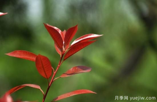 南京常见的红叶石楠叶片扦插技术分享(图1) 常见红叶石楠叶片扦插技术分享(图1)