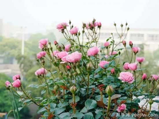 推荐8个勤花月季品种，轻松爆盆，最值得拥有(图1)