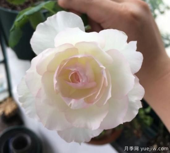 推荐8个勤花月季品种，轻松爆盆，最值得拥有(图4)