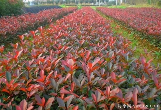 红叶石楠小苗哪里批发?(图1) 红叶石楠小苗哪里批发?(图1)